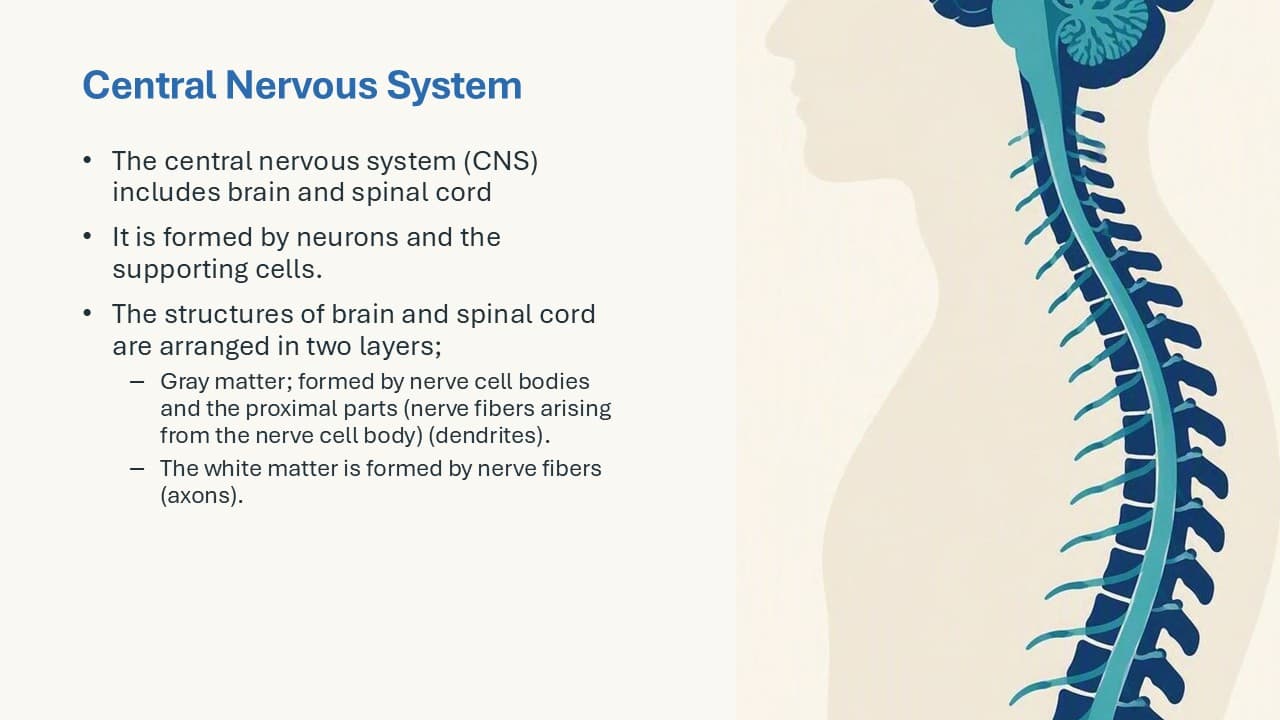 Basic Science Central Nervous System study slide 2