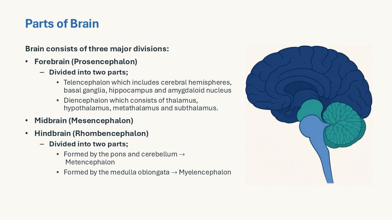 Basic Science Central Nervous System study slide 3